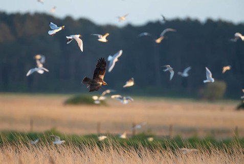 Marsh harrier (Circus aeruginosus) adult bird of prey in flight being mobbed by gulls, RSPB