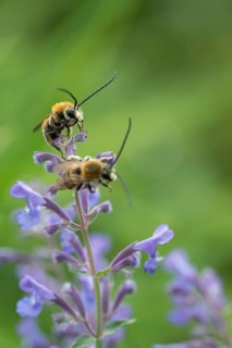 Apidae, bees, Eucera longicornis, early longhorn bee, hymenoptera, longhorn bee, long-horned bee,