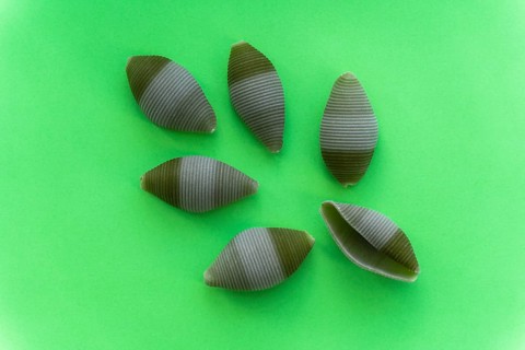 Green conchiglioni pasta laid out on a green background in the form of a sheet