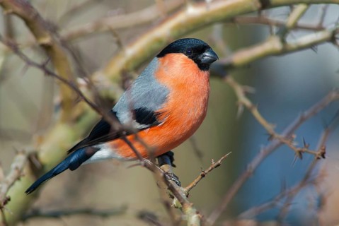 Bullfinch, Bullfinch, Pyrrhula Pyrrhula, Birds, Bullfinch, Passeri, Songbirds, Trumpeter