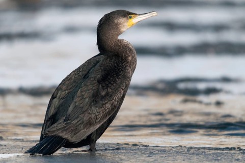 Black shag, cormorant, phalacrocorax carbo, birds, ice, immaturus, not sexually mature,