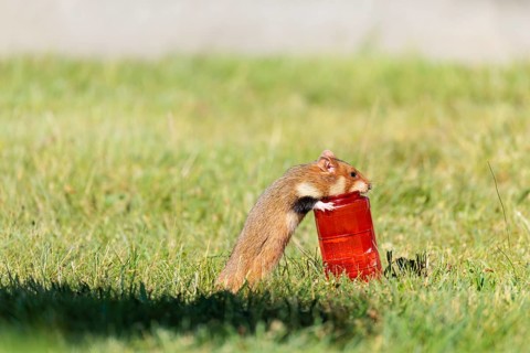 A European hamster (Cricetus cricetus) rolls a grave candle toward its burrow to eat the wax.