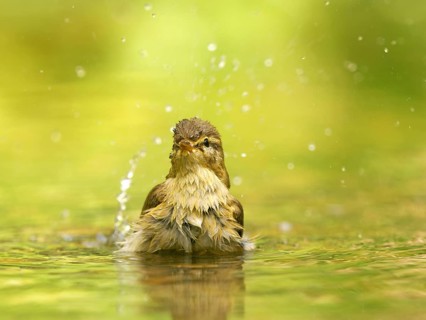 A chiffchaff (Phylloscopus collybita) bathes in shallow water with droplets on the surface, Solms,