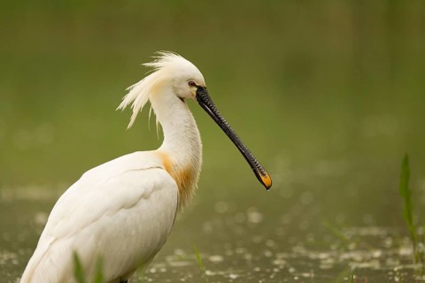Eurasian Spoonbill (Platalea leucorodia), Serbia