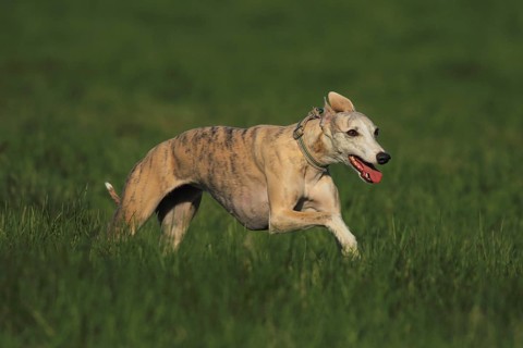 Whippet racing, Whippet running, A whippet runs energetically across a green meadow, Racing