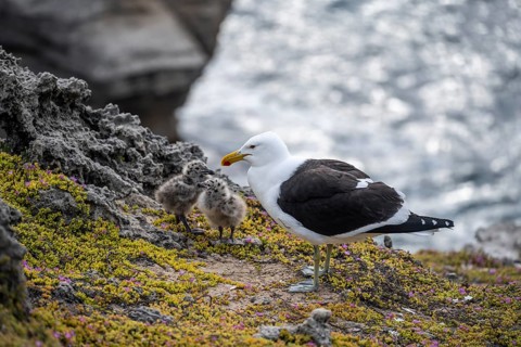 Dominican Gull (Larus dominicanus) with two chicks on the coast, Eastern Cape, South Africa