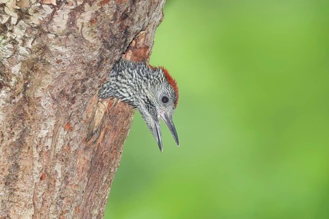 Impatiently begging young woodpecker, green woodpecker (Picus viridis), young, soon to be fledged