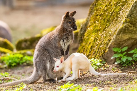 White Tammar wallaby (Macropus eugenii), albino, mother with her youngster on the ground in spring,