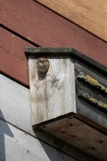House sparrow (Passer domesticus) adult female bird emeging from a nest box, England, United