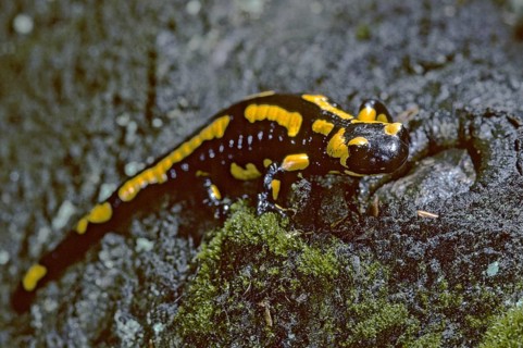 Fire salamanders, fire salamanders, salamandra salamandra, amphibians, amphibians, caudata,
