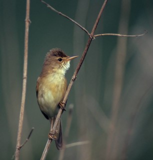 Acrocephalus palustris, marsh warbler, birds, song, high size, portrait, leo, male, male, passeri,