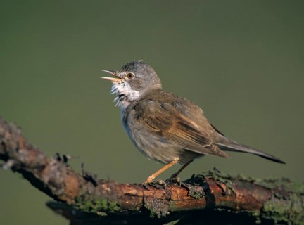 Warbler, Sylvia Communis, Whitethroat, Birds, Song, Male, Passeri, Singing, Songbirds, Birds