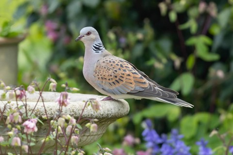European turtle dove (Streptopelia turtur) adult bird on a garden bird bath, Suffolk, England,