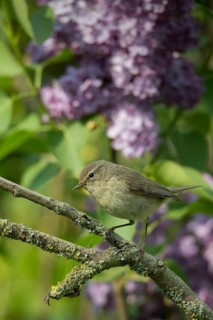 Chiffchaff, phylloscopus collybita, zilpzalp, birds, high size, portrait format, passeri,