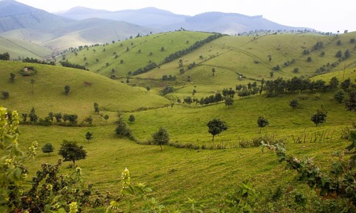 Hilly meadow landscape with dairy cows, Rwanda