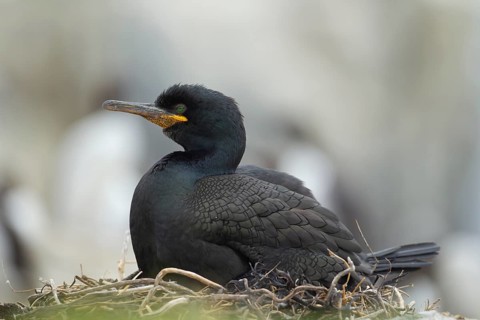 Shag (Phalacrocorax aristotelis) adult seabird bird on its nest, Farne islands, Northumberland,
