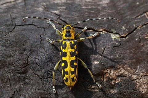 Ladder-marked Longhorn Beetle, Ladderbuck, Saperda Scalaris, Beetle, Longhorn Beetle, Coleoptera,