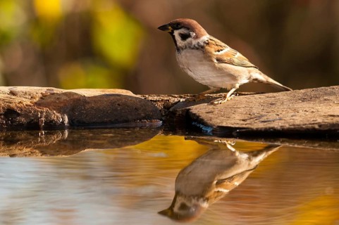 Tree Sparrow, Passer Montanus, Sparrow, Tree Sparrow, Bath, Bird Bath, Birds, Passeri, Songbirds,