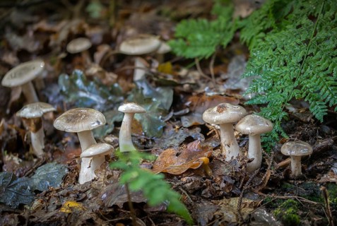 Clitocybe Nebularis, Clitocybe Pileolaris, Autumn Leaf, Lepista Nebularis, Mist Grey Funnel, Mist