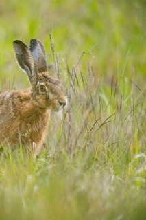 European hare (Lepus europaeus) Germany
