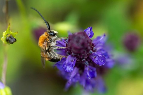 Apidae, bees, Eucera longicornis, early longhorn bee, hymenoptera, longhorn bee, long-horned bee,