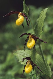 Cypripedium calceolus, lady's slipper orchid, orchidaceae, orchids, orchid plants, flora, high