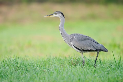 Grey heron (Ardea cinerea) in a meadow, North Rhine-Westphalia, Germany