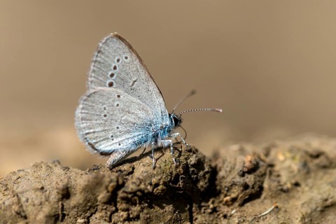 Cupid minimus, little blue, blue, butterfly, insects, butterfly, butterflies, butterflies