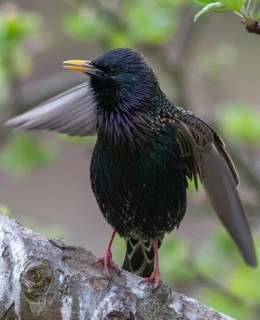 Star, Starling, Sturnus Vulgaris, courtship behavior, birds, courtship display, spring, song, high