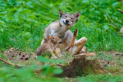 A wolf and his relaxed pup are sitting in a green forest, summer, wolf (Canis lupus), Germany