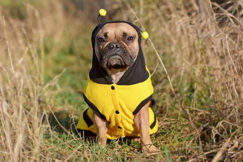 Funny French Bulldog dog dressed up as a bee wearing a black and yellow costume with hood and