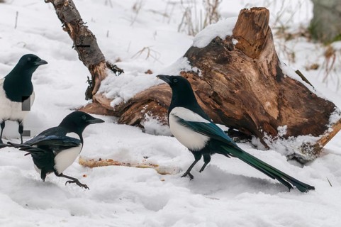 Magpie, pica pica, birds, corvidae family of birds, passeri, corvids, snow, songbirds, songbirds,