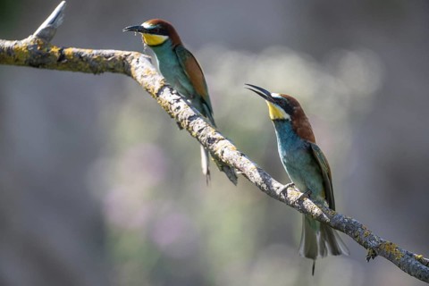 Bee-eater (Merops apiaster), Rhineland-Palatinate, Germany