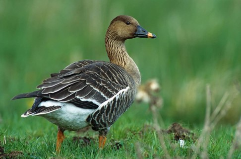 Anser Fabalis, Bean Goose, Saatgans, Anatidae, Birds, Duckbirds, Goose, Geese, Goose, Leo, Birds,