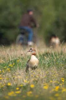 Alopoch aegyptiacus, Egyptian goose, Nile goose, Anatidae, birds, duckbirds, goose, geese, high