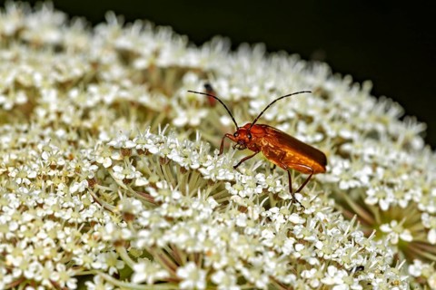 A close-up of a reddish beetle sitting on a white flower: the Common red soldier beetle in the