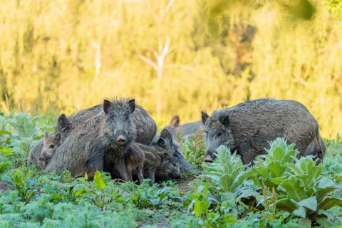 A herd of wild boars (Sus scrofa) with piglets searches for food in a green clearing. Bavaria,