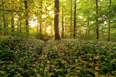 Golden sun star shining through spring forest with blooming wild garlic. Kirchheim unter Teck,