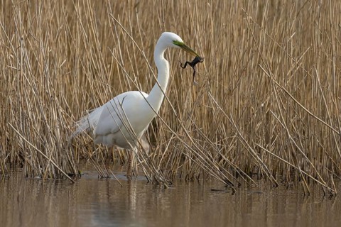 Great white egret (Ardea alba) adult bird in water on the edge of a reedbed with a frog for food in