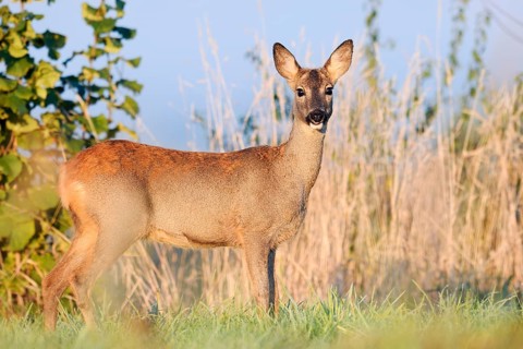 European roe deer (Capreolus capreolus), doe in autumn, North Rhine-Westphalia, Germany