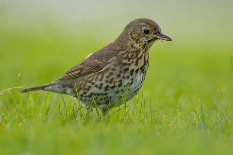 Song thrush (Turdus philomelos) adult bird on a garden grass lawn, Suffolk, England, United Kingdom
