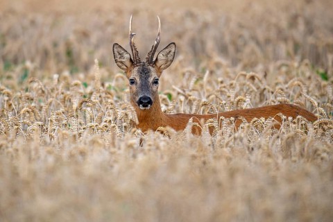 Roebuck (Capreolus capreolus) in wheat, Vechta, Lower Saxony, Germany