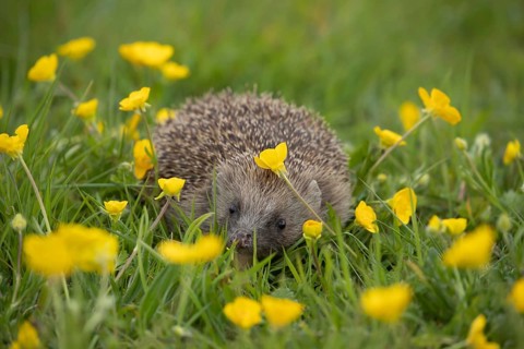European hedgehog (Erinaceus europaeus) adult animal amongst Meadow buttercup (Ranunculus acris)