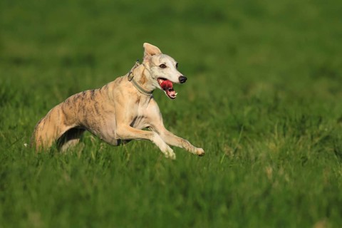 Whippet racing, Whippet running, A whippet sprints dynamically across a lush green meadow, Running