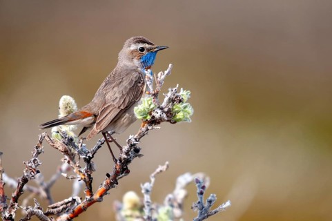 Bluethroat, Luscinia Svecica Svecica Svecica, Norway, Red-Spotted Bluethroat, Red-Star Bluethroat,