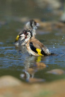 Carduelis carduelis, goldfinch, goldfinch, goldfinch, bath, bird bath, birds, high size, portrait