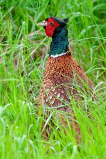 Pheasant, hunting pheasant, phasianus colchicus, pheasant, Sweden, birds, chickens, galliformes,