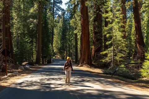 Woman tourist enjoying a sunny walk on a winding road through a dense forest of giant sequoia