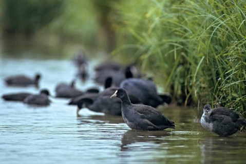 Eurasian Coot Coot, Fulica Atra, Birds, Coot Rail, Gruiformes, Crane Birds, Rails, Rallidae, Birds,