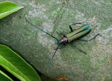 Aromia Moschata, Musk Beetle, Beetle, Longhorn Beetle, Coleoptera, Insects, Beetles, Leo
